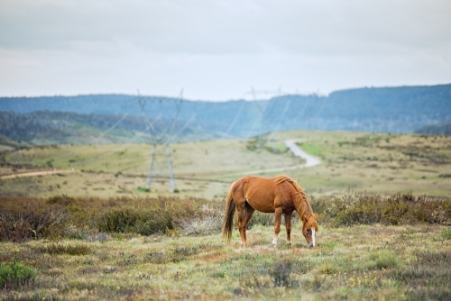 Brumby in the Kosciuszko Alpine Plains - Australian Stock Image