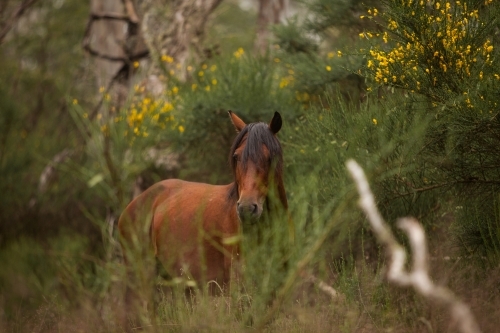 Brumby side on among bushes - Australian Stock Image