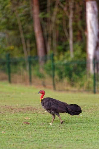 Brushturkey, brush-turkey (Alectura lathami) scrub turkey on green lawn - Australian Stock Image