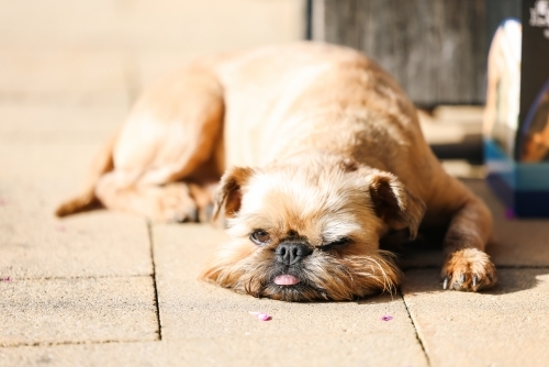 Brussels Griffon small dog lying on pavers in the sun with tongue poking out - Australian Stock Image