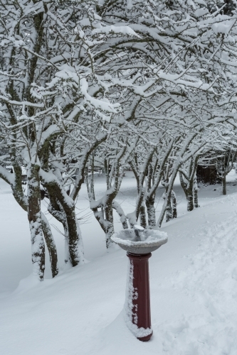 Bubbler and trees covered in snow
