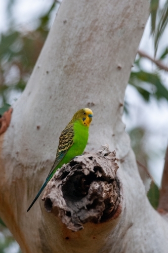 Budgerigar sitting near nest in hollow branch in Eucalypt tree - Australian Stock Image