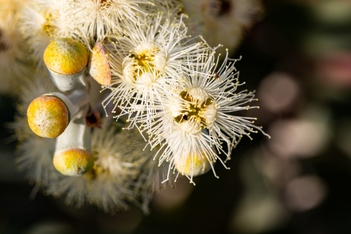 Buds and pale yellow flowers of mallee eucalyptus