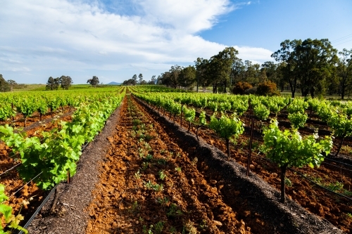 Buds burst in vineyard, new bright green leaves on grape vines - Australian Stock Image