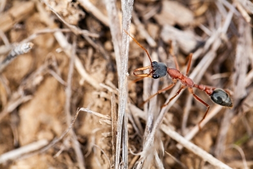 Bull ant standing guard outside ant nest - Australian Stock Image
