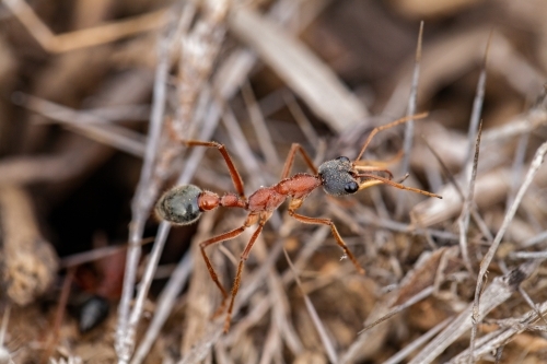 Bull ant standing guard outside ant nest - Australian Stock Image