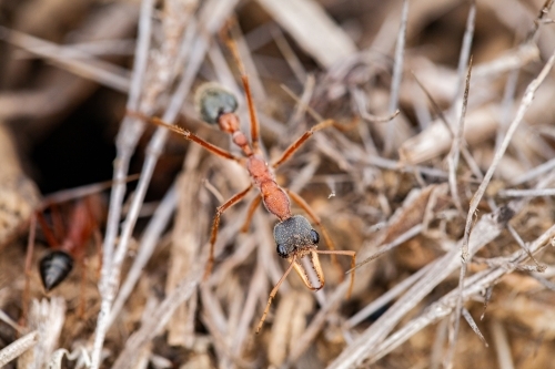 Bull ant standing guard outside ant nest