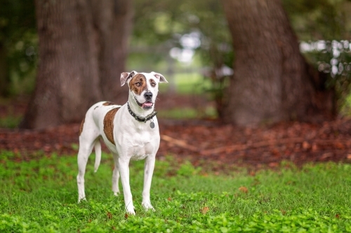 Bull Arab outdoors in field - Australian Stock Image