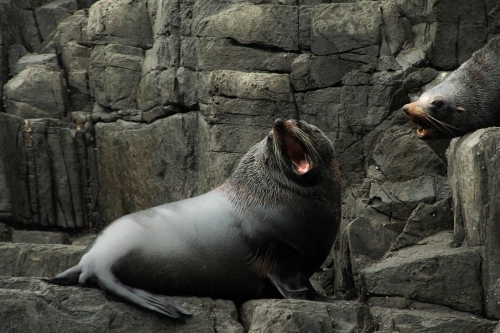 Bull seal yawning on cliffside - Australian Stock Image