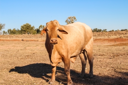 Bull standing in paddock on a sunny day - Australian Stock Image