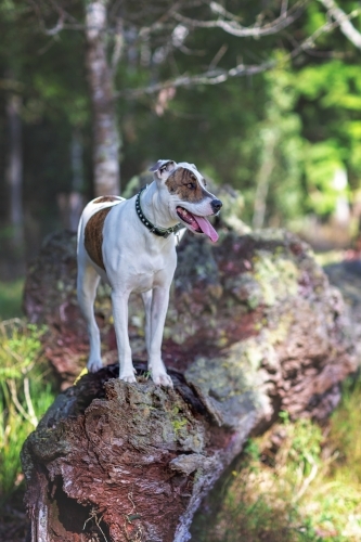 Bullarab standing on fallen tree in paddock - Australian Stock Image