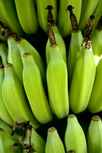 Bunch of bananas growing on a tree - Australian Stock Image