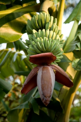 Bunch of bananas growing on a tree - Australian Stock Image