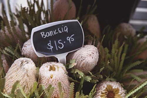 Bunch of banksia native flowers for sale - Australian Stock Image