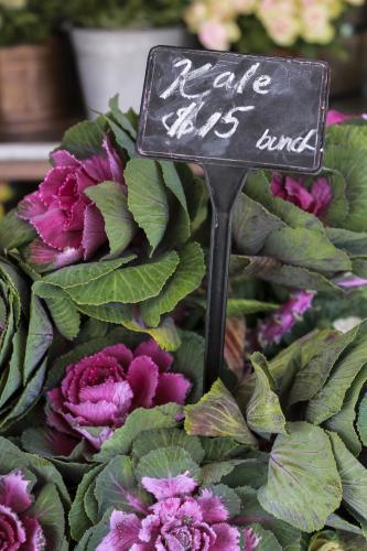 Bunch of fresh kale with pink flowers for sale at local market - Australian Stock Image