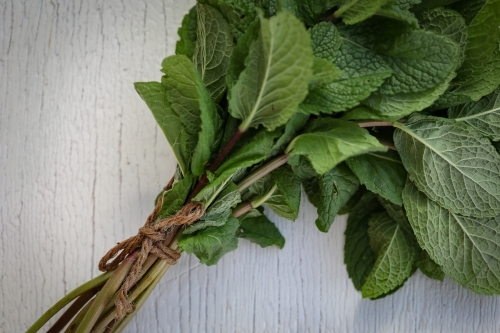 Bunch of lush mint herb leaves tied with string on white wood grain background - Australian Stock Image
