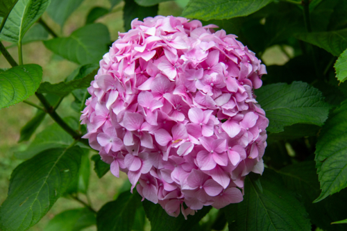 Bunch of pink hydrangea flowers growing on green leafed bush - Australian Stock Image
