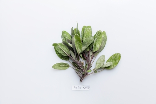 Bunch of purple sage isolated on white