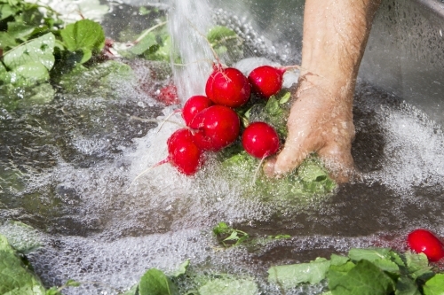 Bunches of radish are washed before being sold at the wholesale market