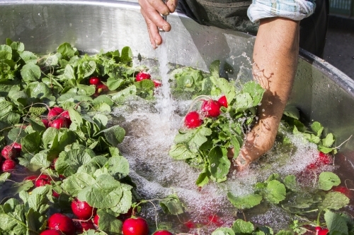 Bunches of radish are washed before being sold at the wholesale market