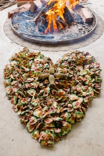 Bunya Nuts in heart shape - Australian Stock Image