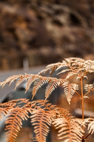 Burnt and blackened fern fronds after a bushfire came past - Australian Stock Image
