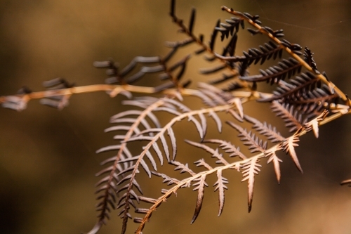 Burnt and blackened fern fronds after a bushfire came past - Australian Stock Image