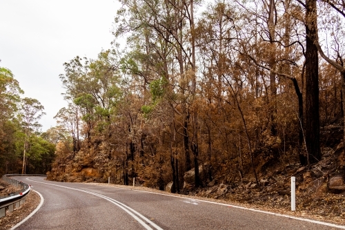 Burnt and charred trees beside Putty Road - Australian Stock Image