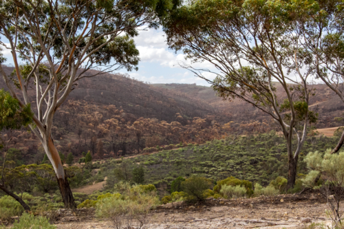 Burnt charred bushland after the bushfire - Australian Stock Image