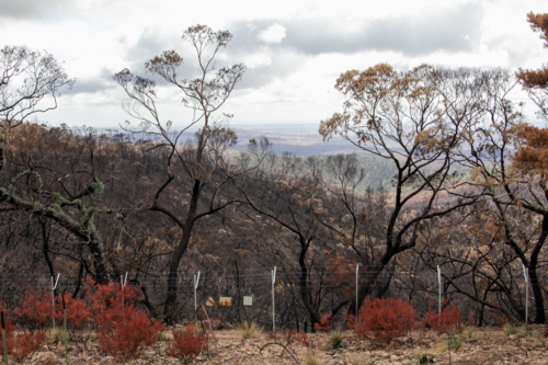 Burnt charred tree and bushland after the bushfire - Australian Stock Image