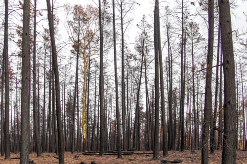 Burnt charred tree trunks after the bushfire - Australian Stock Image