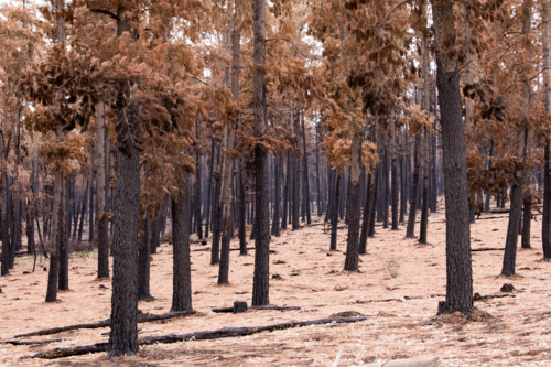 Burnt charred tree trunks after the bushfire - Australian Stock Image