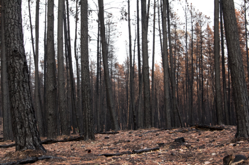 Burnt charred tree trunks after the bushfire - Australian Stock Image