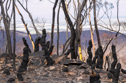 Burnt charred tree trunks and bushland after the bushfire - Australian Stock Image