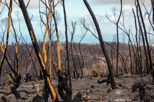 Burnt charred tree trunks and bushland after the bushfire - Australian Stock Image