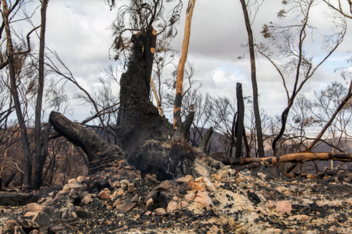 Burnt charred tree trunks and bushland after the bushfire - Australian Stock Image