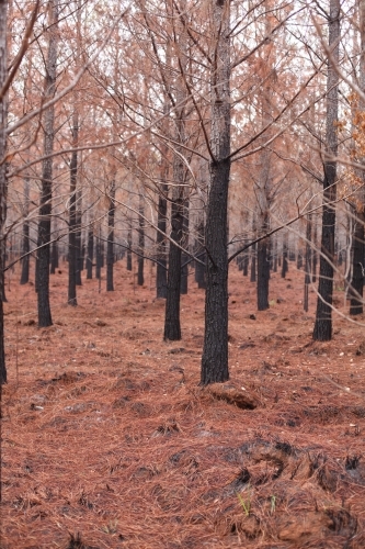 Burnt forest.  Burnt pine trees. - Australian Stock Image