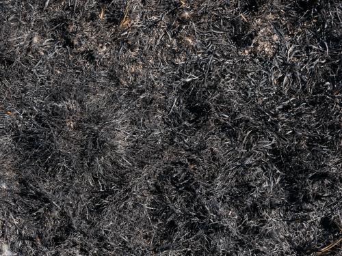 Burnt grass after burning off in a paddock