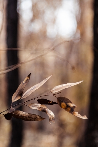 Burnt gum leaves left behind by a bushfire - Australian Stock Image