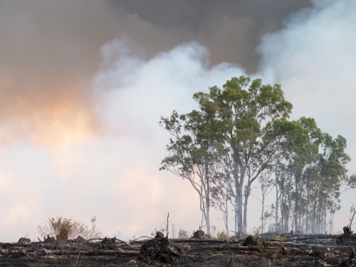 Burnt landscape with gum trees and billowing smoke