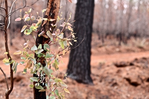 Burnt tree sprouting.  New Life.  Pine forest after bushfire.
