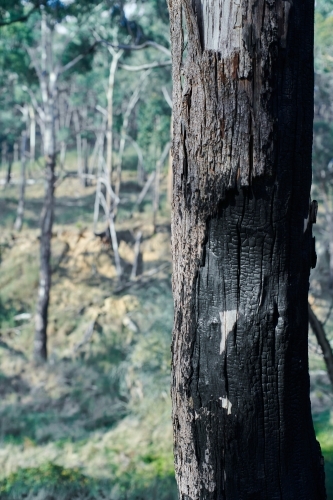 Burnt tree trunks in forest