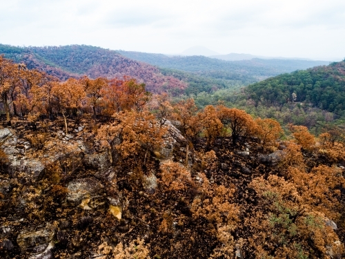 Burnt trees and land on hillside - Australian Stock Image