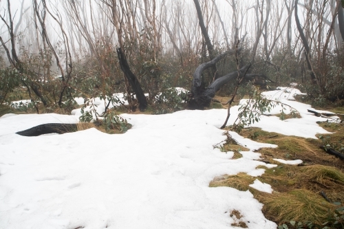 Burnt trees in the snow at Kosciuszko National Park - Australian Stock Image