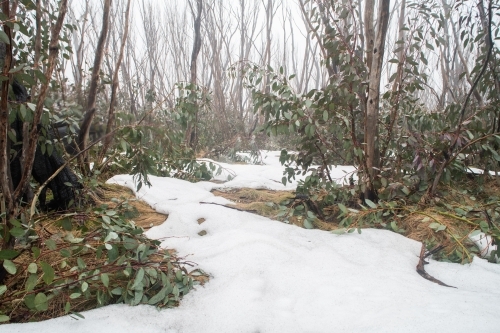 Burnt trees in the snow at Kosciuszko National Park - Australian Stock Image