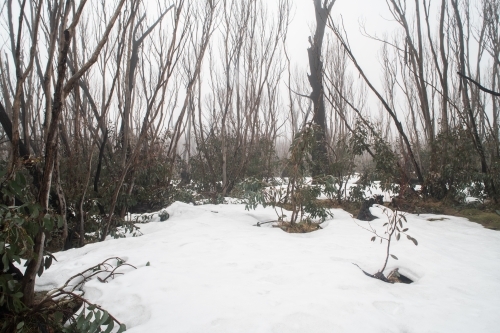 Burnt trees in the snow at Kosciuszko National Park - Australian Stock Image