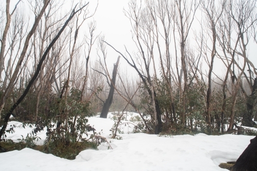 Burnt trees in the snow at Kosciuszko National Park - Australian Stock Image