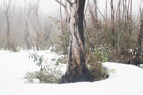 Burnt trees in the snow at Kosciuszko National Park - Australian Stock Image