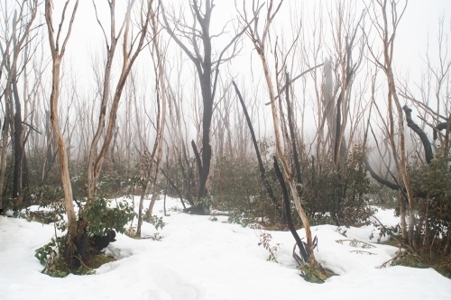 Burnt trees in the snow at Kosciuszko National Park - Australian Stock Image