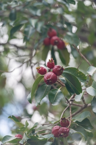 Bush Apple tree - australian bush tucker - Australian Stock Image